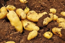 土豆增产案例 